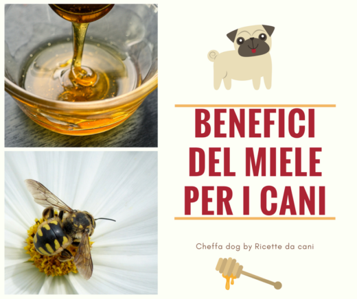 benefici del miele per i cani