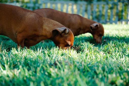 le più comuni erbe tossiche per cane e gatto
