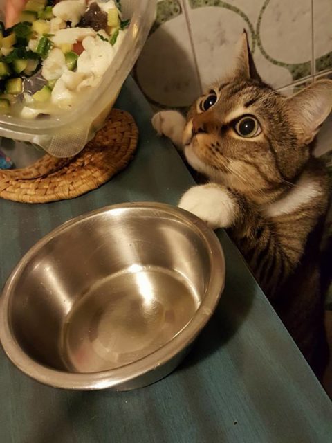 brodetto di pescatrice con zucchine per gatti - Pepe osserva con attenzione i preparativi