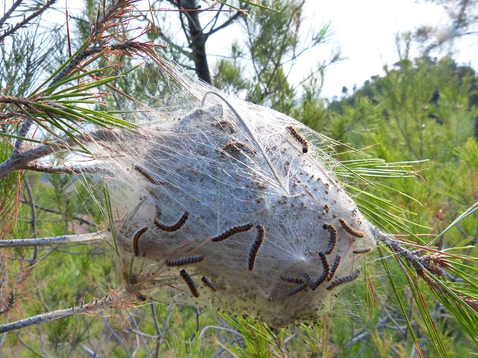 processionaria e cane