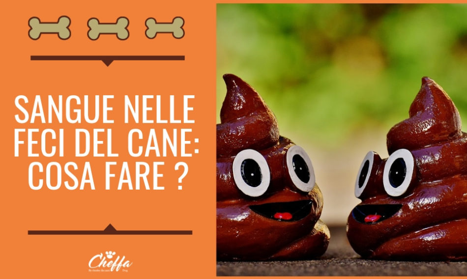 sangue nelle feci dle cane: cosa fare ?