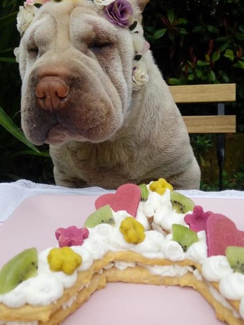 torta di compleanno per cani