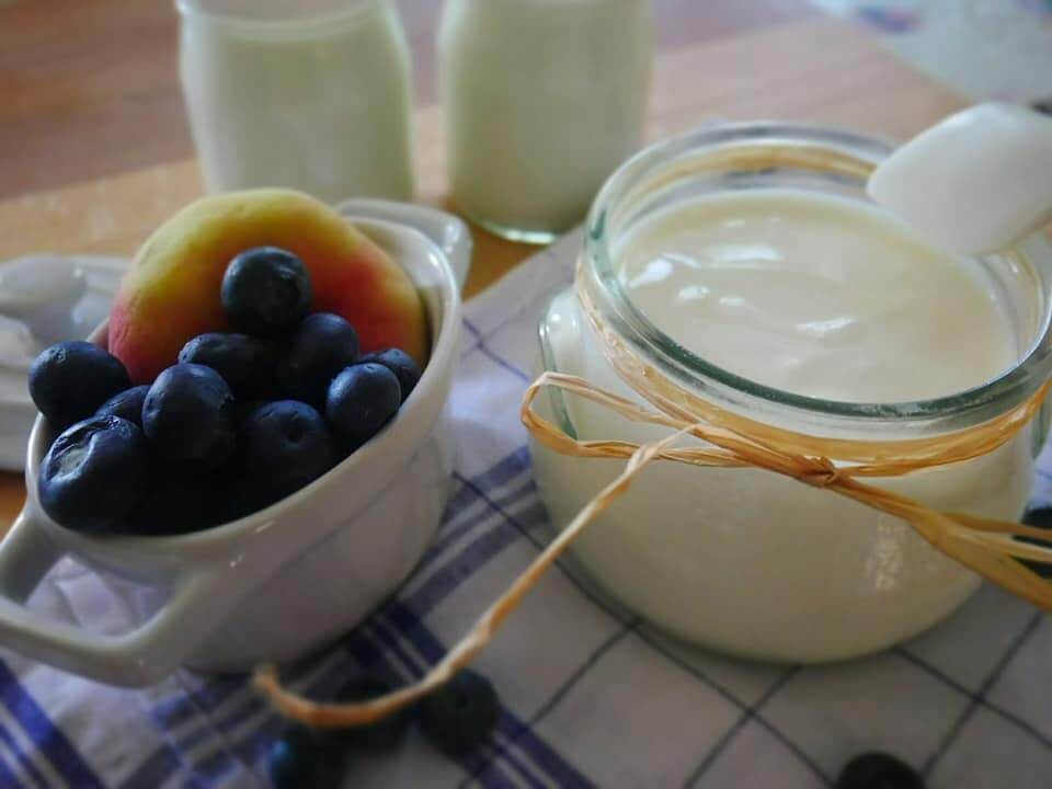 yogurt al cane: realizziamolo in casa