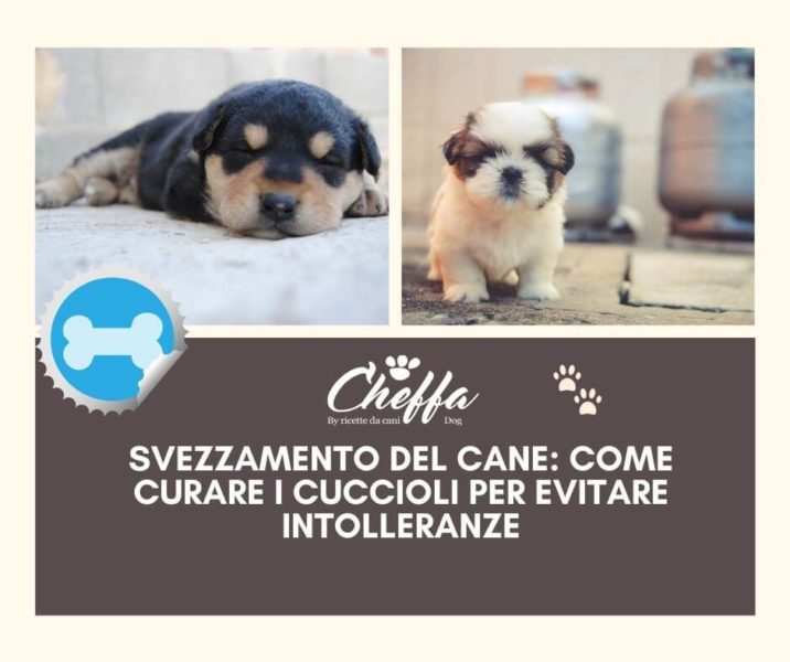 svezzamento del cane e intolleranze