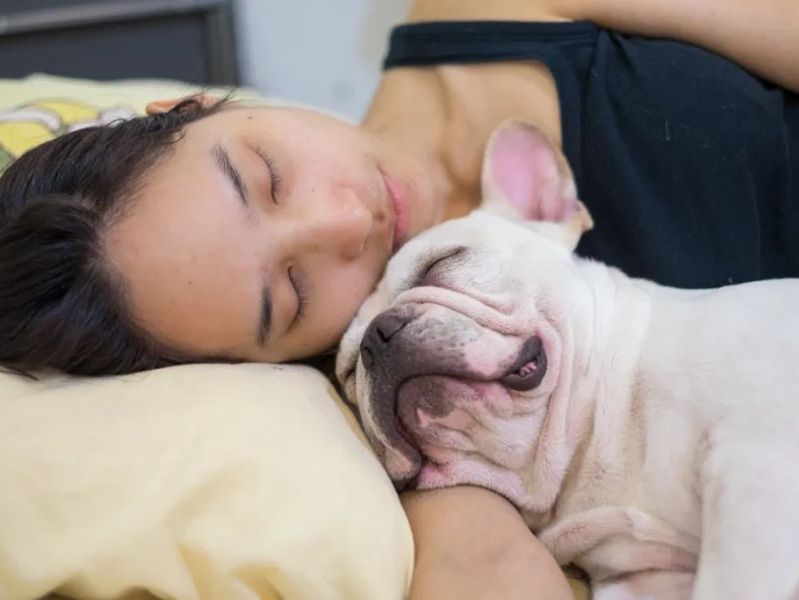 fermenti lattici per cani: quello che c'è da sapere