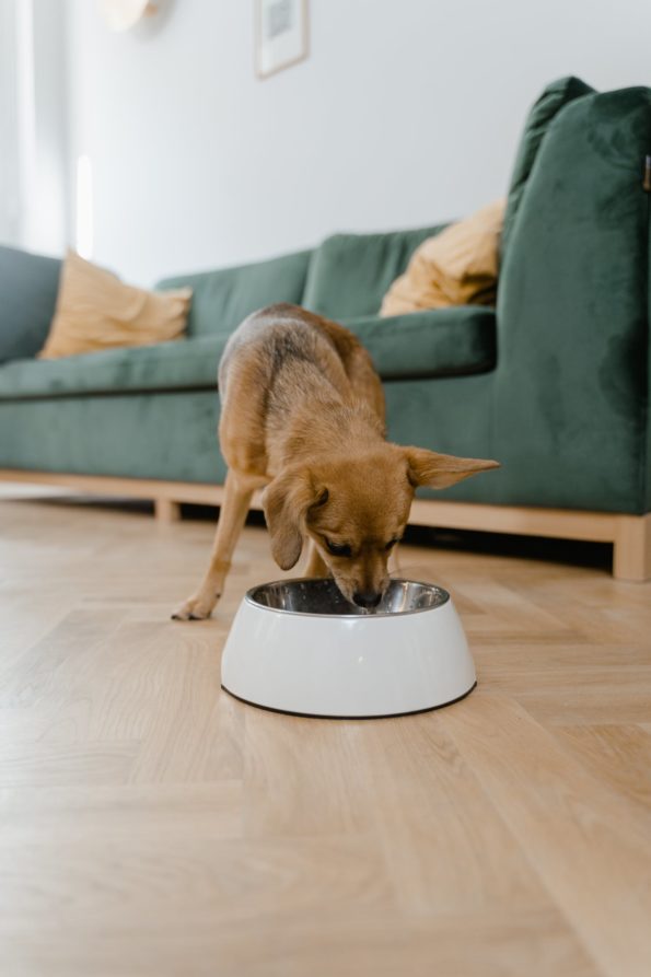 come gestire al meglio i pasti di un cane