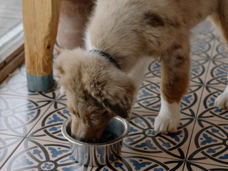 RISO SOFFIATO PER CANI: SI O NO? - RICETTE DA CANI