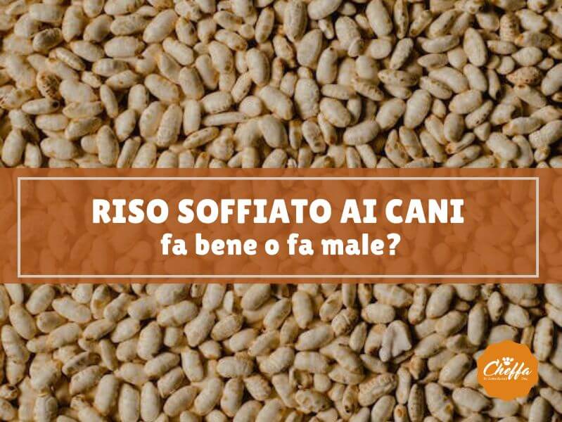 RISO SOFFIATO PER CANI: SI O NO? - RICETTE DA CANI