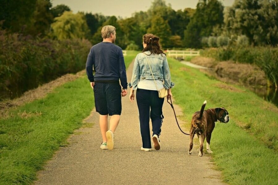 CANE STITICO COSA FARE? ecco i rimedi - RICETTE DA CANI