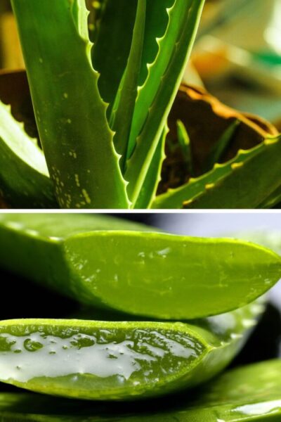 aloe cibo superfood